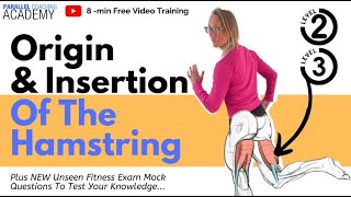 Origin And Insertions Of The Hamstrings