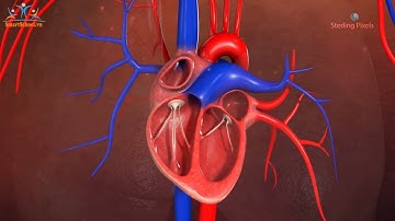 Vòng tuần hoàn máu