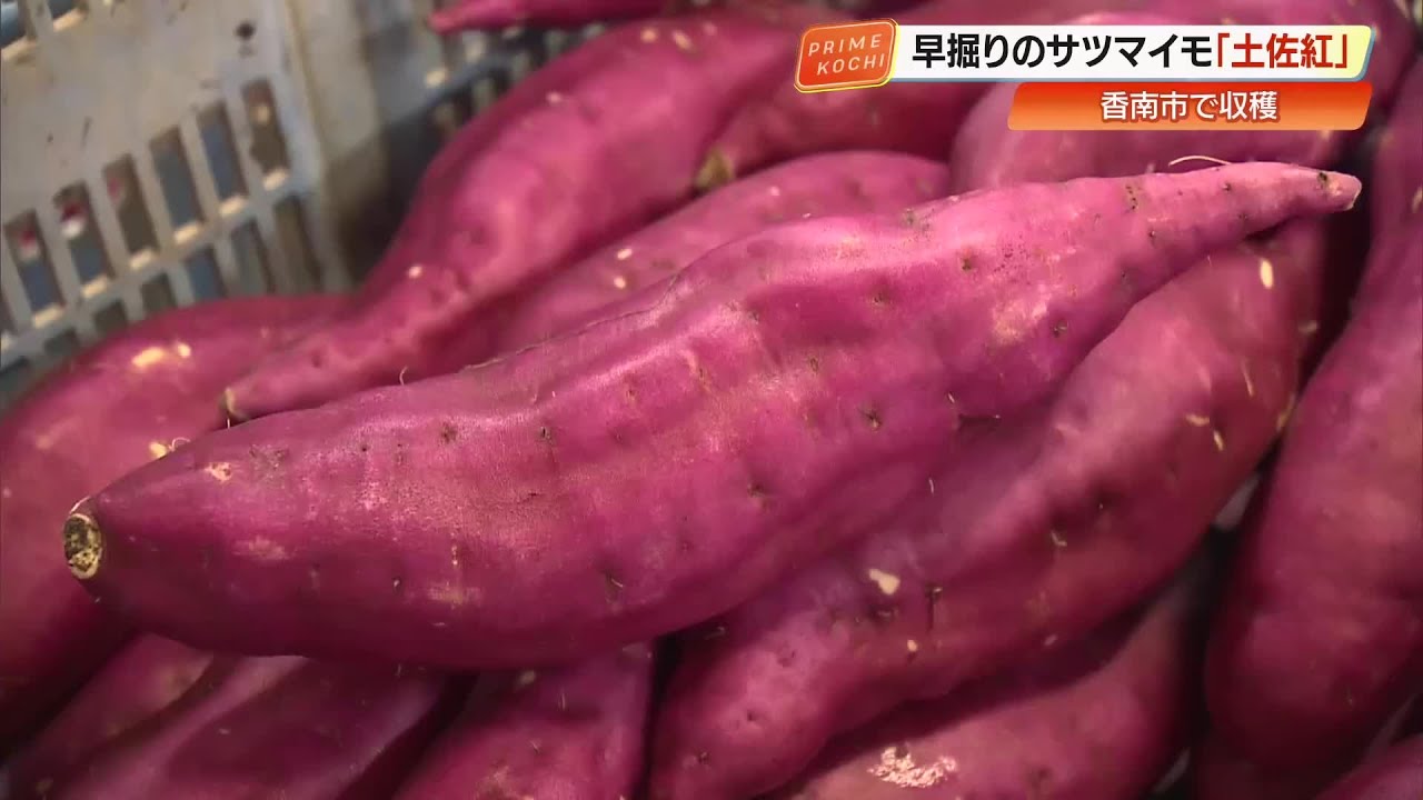 早くも秋の味覚“サツマイモ”の収穫始まる 「日本一早い」土佐紅【高知 