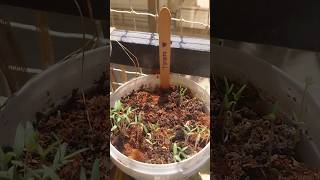 FREE TOMATO PLANTS 🍅 | Balcony Garden Hack