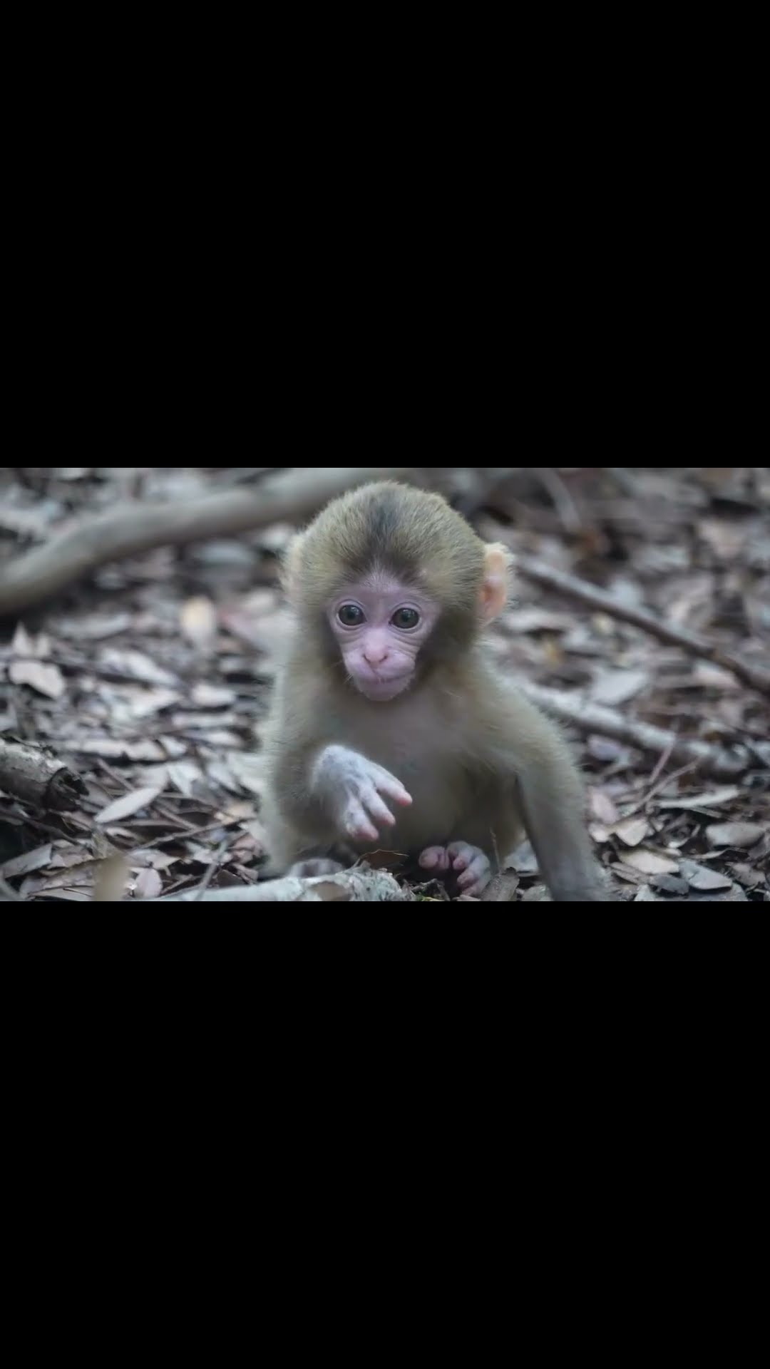 Cute！ #monkey #赤ちゃん #shorts - YouTube