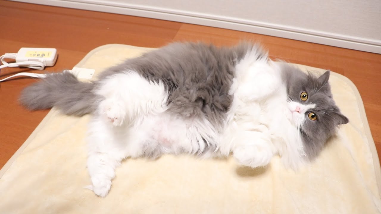 猫に電気毛布をプレゼントしたら起き上がれなくなっちゃった! - YouTube