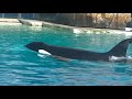 Orkid swims by herself (main pool) Dec 3, 2021 - SeaWorld San Diego