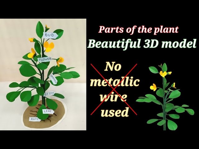 Realistic 3D model of parts of the plant | science project | science  exhibition | Easy to make