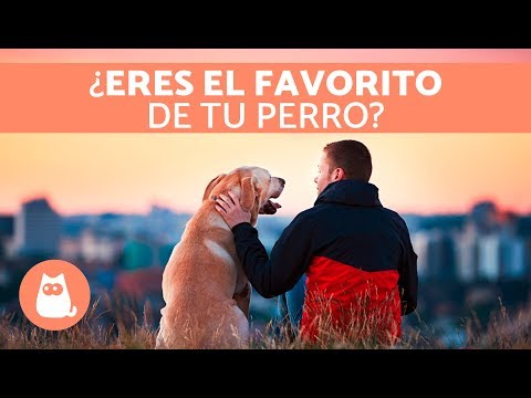 Video: La forma en que los perros eligen a su persona favorita puede sorprenderte