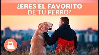 ¿ERES LA PERSONA FAVORITA DE TU PERRO?