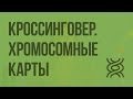 Кроссинговер. Хромосомные карты. Видеоурок по биологии 10 класс