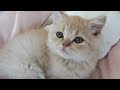 可愛い寂しがり屋さん！ゴロゴロ子猫に癒される！保護を託されて・・・♯１