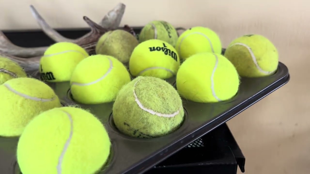 Schooner - Muffin tin game (Do More With Your Dog Novice Trick Dog Title)