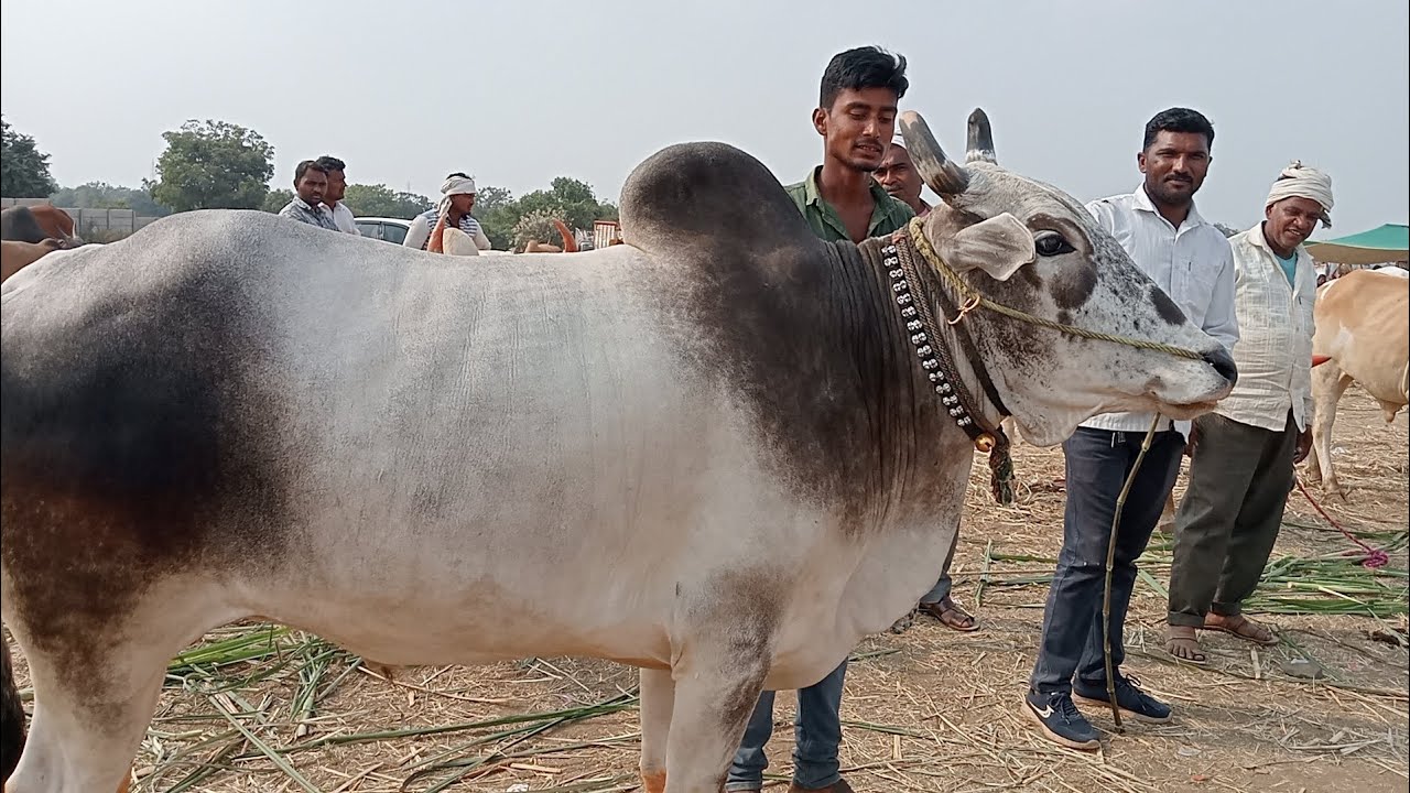 #राजूर_गणपती_बैल_बाजार #देऊळगाव_राजा_बैल_बाजार #bail_bajar_dakhva #bull ...