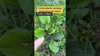 This weed hides real superpowers under our feet #plantain #plant #nature #medicine #garden