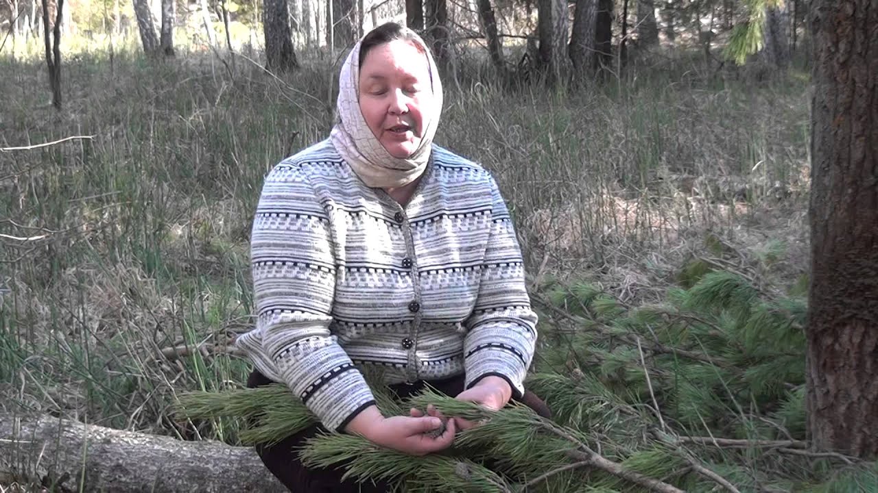 ВАРЕНЬЕ из СОСНОВЫХ ШИШЕК || Рецепт приготовления и полезные свойства