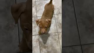 Red Simba Red Nose Bull 6 Weeks