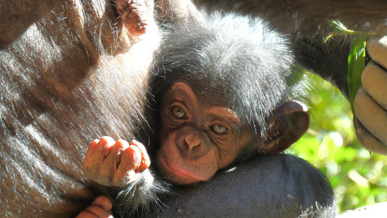 「コサチはまだ小さいから触らないでね」サチコ（