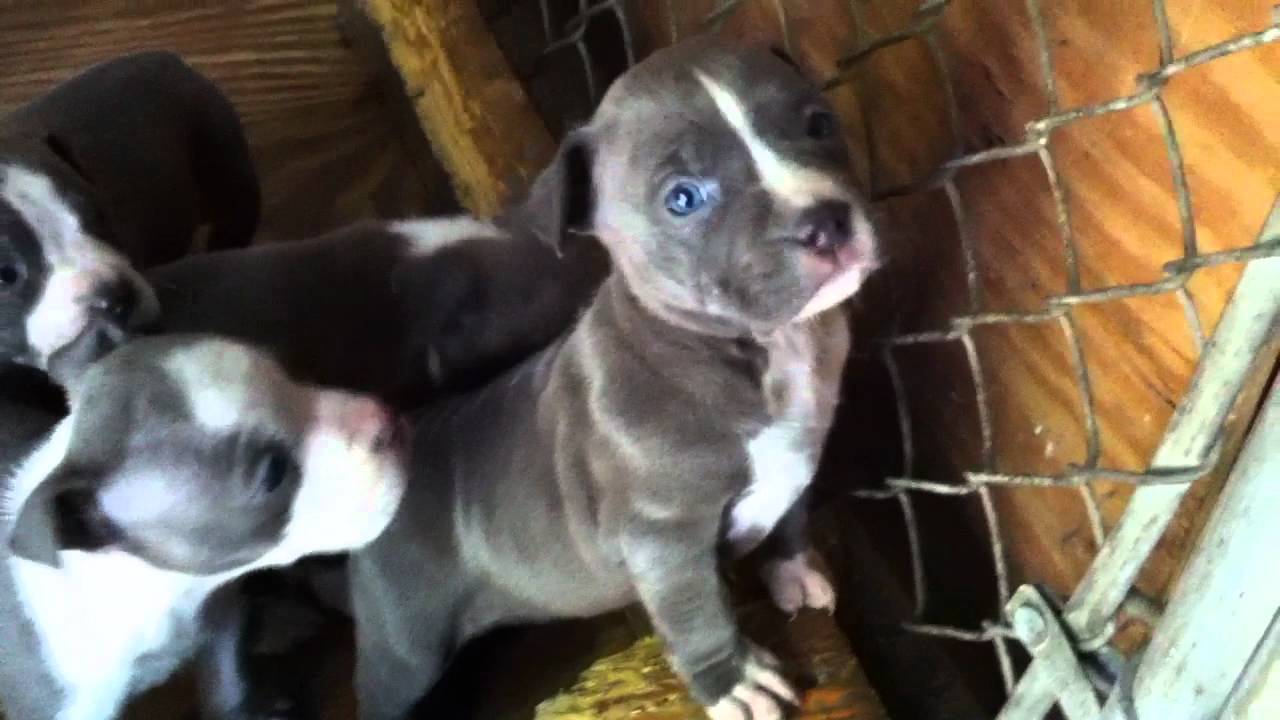 Pitfall Kennels Puppies YouTube