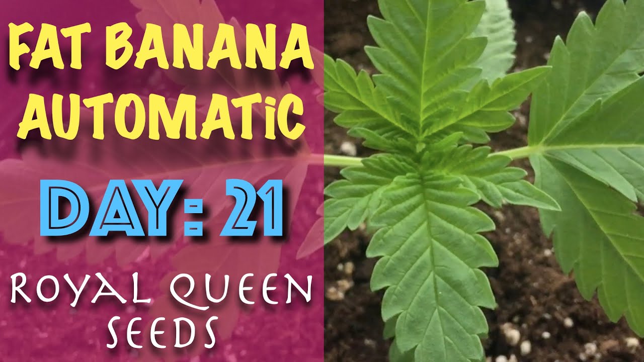 [ Day: 21 ] Fat Banana Automatic - Windowsill Grow 2020 | ROYAL QUEEN SEEDS