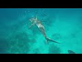 Key West Shark diving