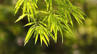 Asian Flute Music for Massage and Spa - Slow and Soothing Relaxing Music screenshot 5