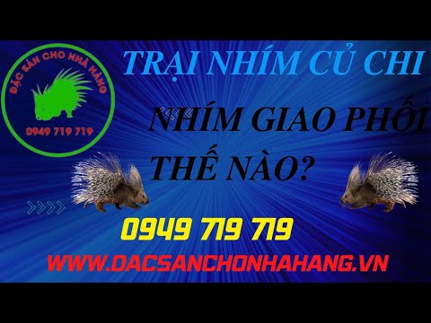 Video nhím giao phối như thế nào - youtube