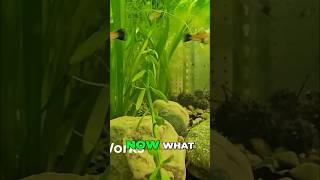 Aquarium Setup Whats Next?