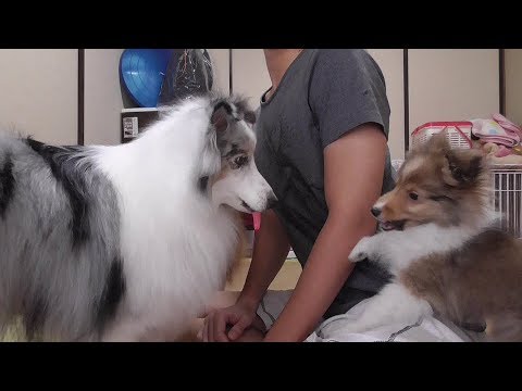 可愛いシェルティ ゆずちゃんといちごちゃんの関係 Youtube