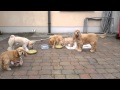 American Cocker Spaniel puppies for sale in Galway. の動画、YouTube動画。