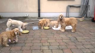 American Cocker Spaniel puppies for sale in Galway.