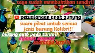 Suara pikat semua jenis kolibri super ampuh