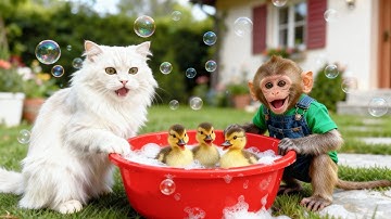 🐵🐱Monkey & Mochi Cat Save Little Duck from Giant Python Attack and Enjoy Cheesy Corn Feast Together