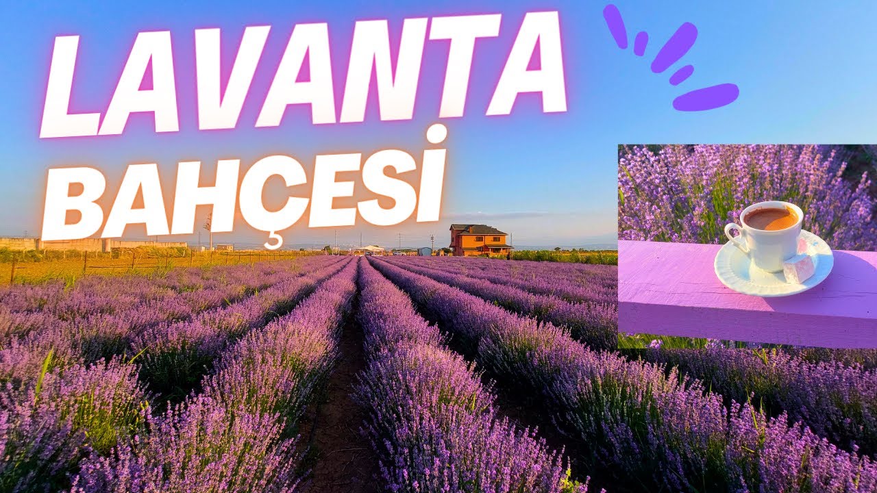 Bursa - Yenişehir Lavanise LAVANTA BAHÇESİ / HAZİRAN 2023