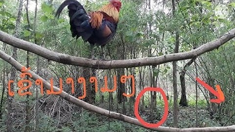 ต่อไก่ป่า Dib lau qaib daj tuaj zoo heev 27-5-2021