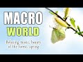 Красота природы. МАКРО МИР (1) Relaxing music. Лето. Лес. Macro video nature. Slowmo, релакс музыка