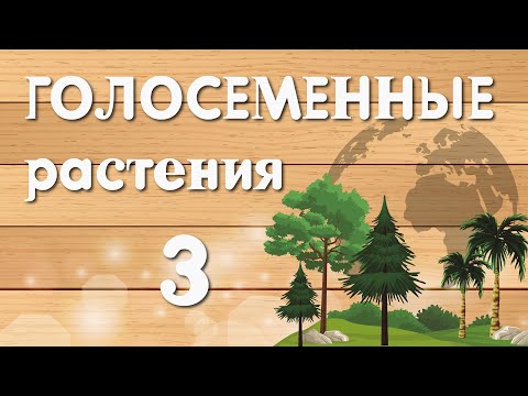 ГОЛОСЕМЕННЫЕ растения часть 3.Цикл сосны обыкновенной