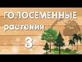 ГОЛОСЕМЕННЫЕ растения часть 3.Цикл сосны обыкновенной