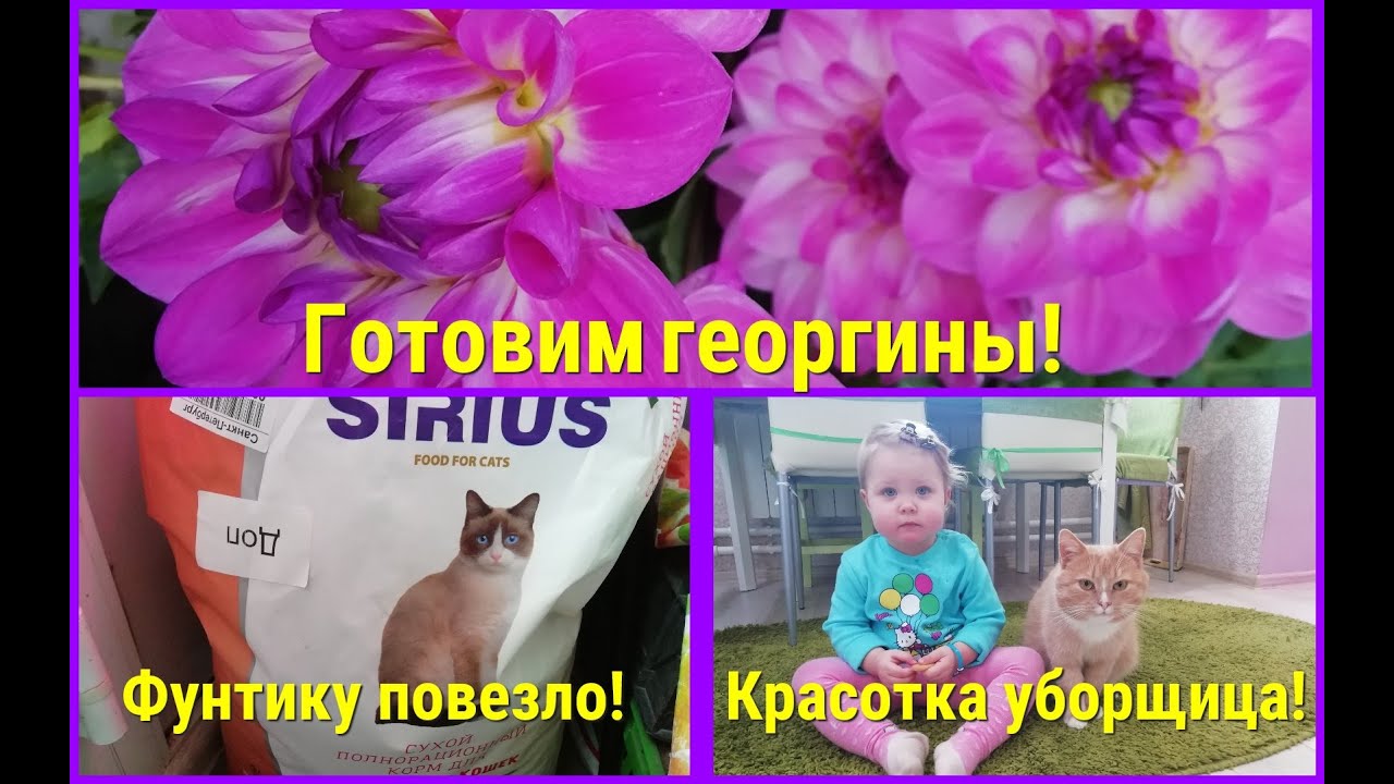 Готовим ГЕОРГИНЫ к посадке . Красивая уборщица - YouTube