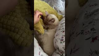 Мамку вспомнил #andrella #cat #marcelandarchie #животные #animals #андрелла #cute #funnycats #kitten