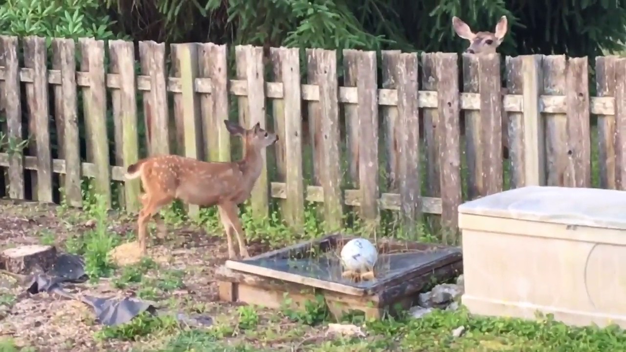 Wie Hoch Springt Ein Reh Aus Dem Stand Reh springt aus dem Stand - YouTube