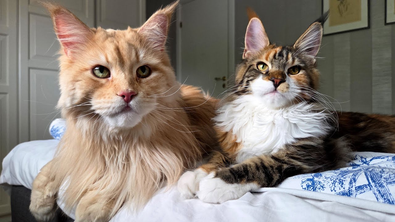 Uncle Buster Visits Kitten Iris!