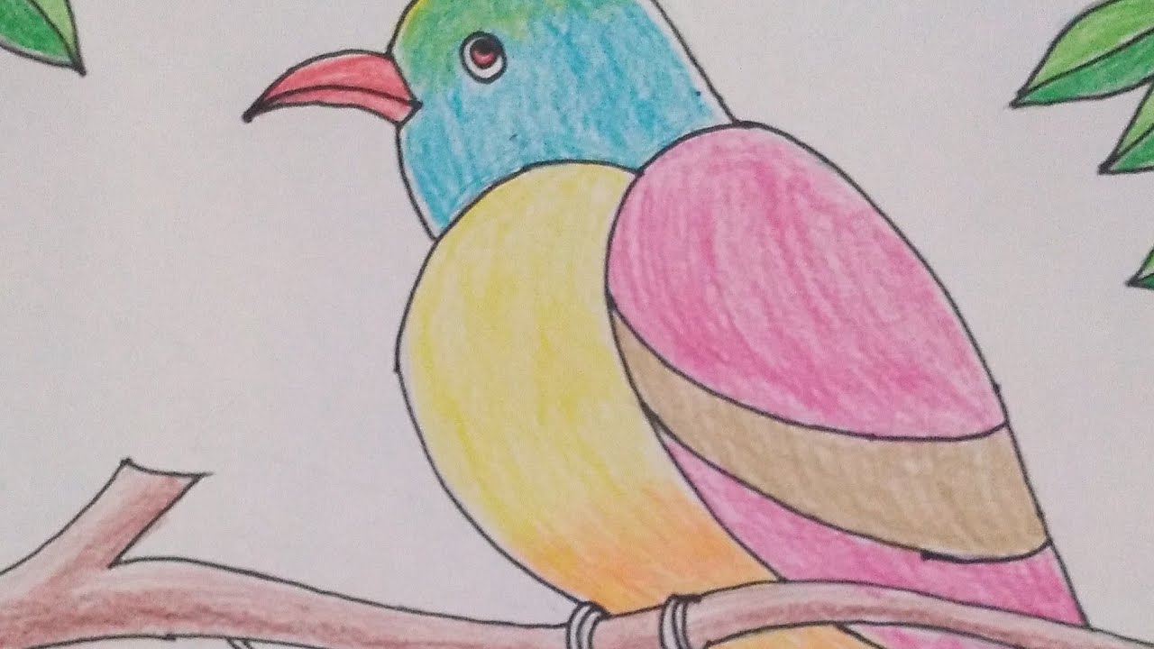 colourful bird drawing ll bird drawing & colouring ll stepbystep bird