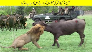 شیر کے دوسرے جانوروں پر خطرناک حملے | Moments of horror of Lion King