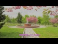 【初音ミクV4X】春の恋の歌/Whiteberry未発表曲【Cover】修正版