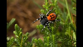 Ladybird Spider on Springwatch