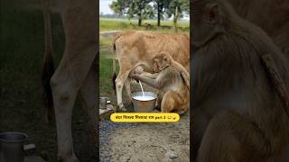 बंदर निकला मिलावट राम part 2🐒😂 #funnypets #part2  #thetharpuns #cow #milk