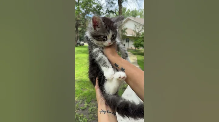 Video 10675891: mainecoon kitty, male mainecoon, mainecoon black, white mainecoon