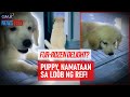 Fur-rozen delight? Puppy, namataan sa loob ng ref! | GMA Integrated Newsfeed