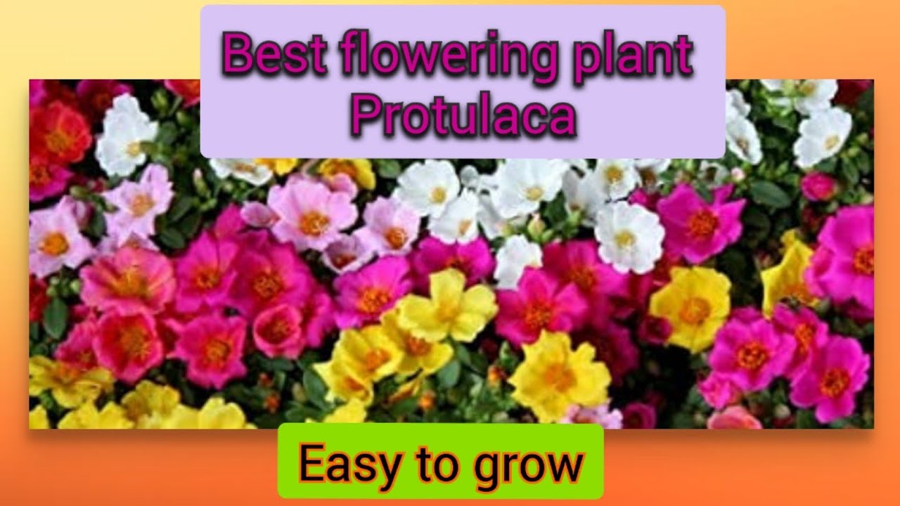 Best flowering plant of summer. Learn how to care n propagation . - YouTube