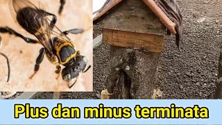 Terminata Simak Ini Penting .