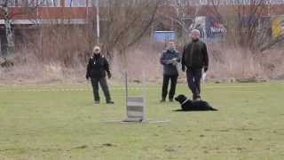Karin Och Tess Lydnadsklass 1 Burlöv Brukshundklubb 20150406
