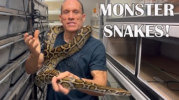 MY BIGGEST BOAS & PYTHONS!