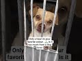 He is not famous but if this appears on your feed interact 3x to help a stray in need